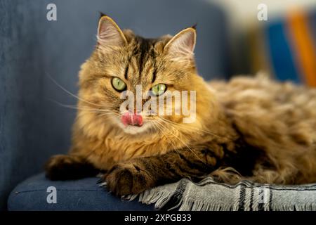 Fluffy domestic cat with green eyes on a blue sofa. Stock Photo
