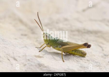 Meadow Grasshopper at Tout Quarry Portland Dorset UK Stock Photo