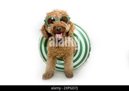 Puppy dog summer. Red poodle inside of an inflatable ring wearing green sunglasses with funny expression face. Isolated on white background Stock Photo