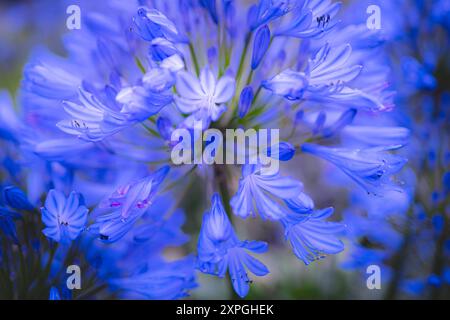 A closeup close up view of flowers of an Agapanthus plant growing in a garden in Newquay in Cornwall in the UK. Stock Photo