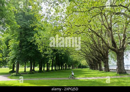 Boy cycling past an avenue of lime and London plane trees in Wandsworth Park - Grade II listed public urban park on the banks of the River Thames. UK Stock Photo