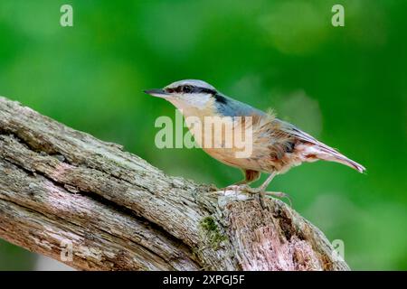 Eurasian Nuthatch, Sitta europea, single adult standing on branch of tree, Hortobagy, Hungary, 1 May 2024 Stock Photo
