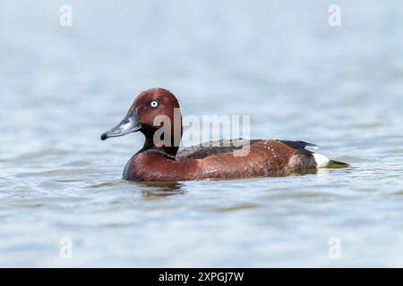 Ferruginous Duck, Aythya nyroca, single adult male, drake, swimming on fresh water pond, Hortobagy, Hungary, 2 May 2024 Stock Photo