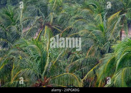 Palm tree strong storm in Cuba and Caribbean with rain falling Stock Photo