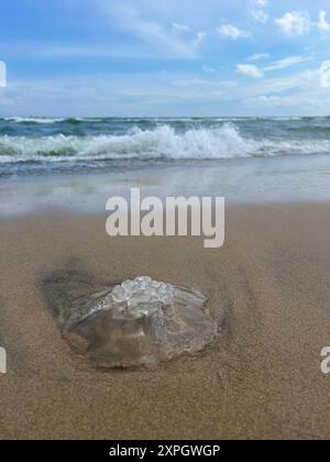 Jellyfish washed up on the sand on the beach close up at the background of the sea. Stock Photo