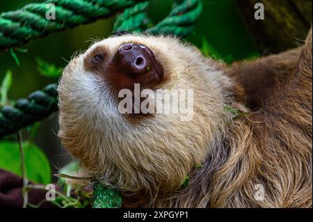 Hoffman's Two-toed Sloth (Choloepus hoffmanni)  in Costa Rica Stock Photo