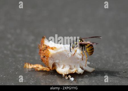 Wasp Vespula vulgaris on cooked chicken piece yellow and black, four wings segments head thorax narrow waist petiole joins to abdomen large mandibles Stock Photo