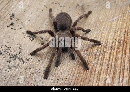 Tarantulas comprise a group of large and often hairy spiders of the family Theraphosidae. Stock Photo