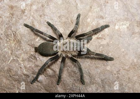 Tarantulas comprise a group of large and often hairy spiders of the family Theraphosidae. Stock Photo