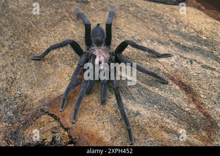 Tarantulas comprise a group of large and often hairy spiders of the family Theraphosidae. Stock Photo