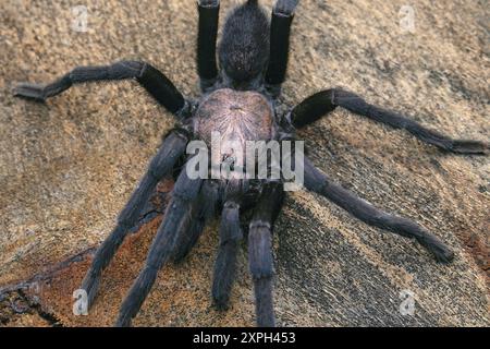 Tarantulas comprise a group of large and often hairy spiders of the family Theraphosidae. Stock Photo