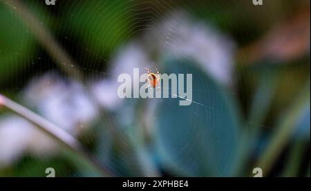 Spider in web at small urban garden Brighton Sussex , England , UK Stock Photo