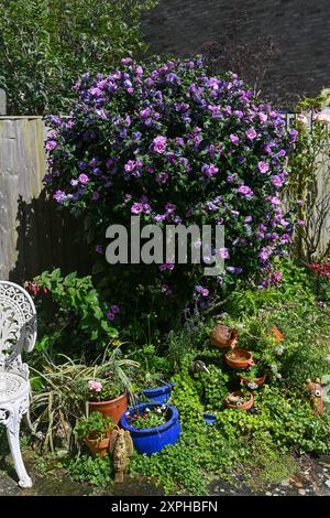 Beautiful pink flowers of Hibiscus syriacus in garden Stock Photo - Alamy