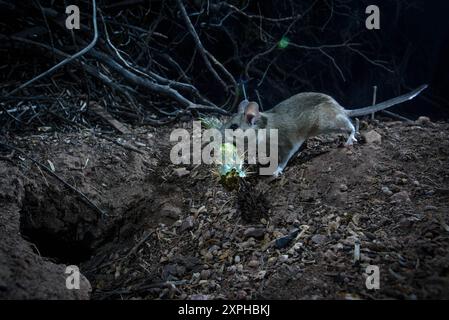 White-throated Woodrat, Socorro county, New Mexico, USA. Stock Photo