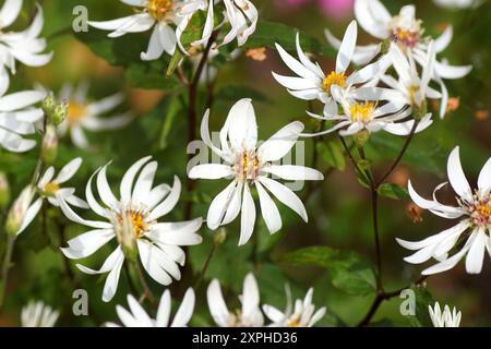 Flowering White Woodland Aster, White wood aster (Aster divaricatus syn Eurybia divaricata). Dutch garden. Summer, August, Netherlands. Stock Photo