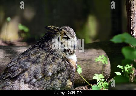 A Great horned owl at Dartmoor Zoo Park. Stock Photo