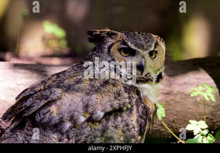 A Great horned owl at Dartmoor Zoo Park. Stock Photo