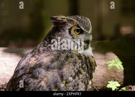 A Great horned owl at Dartmoor Zoo Park. Stock Photo