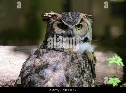 A Great horned owl at Dartmoor Zoo Park. Stock Photo