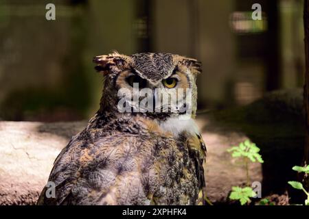 A Great horned owl at Dartmoor Zoo Park. Stock Photo