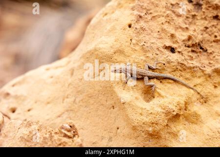 Common side-blotched lizard, Cathedral Wash Trail, Glen Canyon, Vermilion Cliffs, Arizona, USA Stock Photo