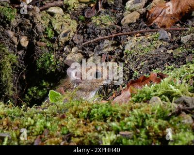 Wood mouse / Long-tailed field mouse (Apodemus sylvaticus) emerging from its burrow to forage in a garden flowerbed at night, Wiltshire, UK, January. Stock Photo