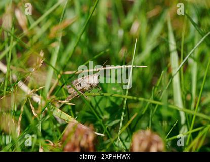 Grasshopper in uncut grass on lawn Stock Photo