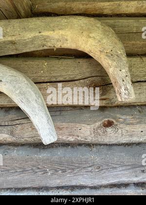 Wooden poles for hay on the wall of an old log barrel. Stock Photo