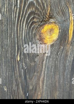 Old worn pine board. A knot with yellowed resin from age. Stock Photo
