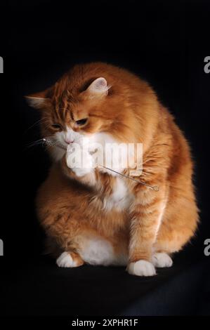 Ginger cat holding a brush in its paw near its muzzle, black background Stock Photo
