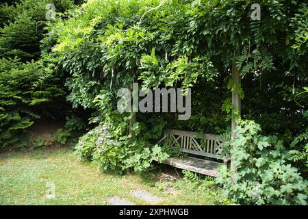 A bench is in a garden with vines growing on it. The garden is lush and green Stock Photo