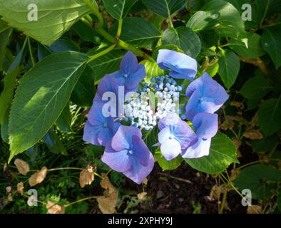 Hydrangea macrophylla 'Taube' Stock Photo