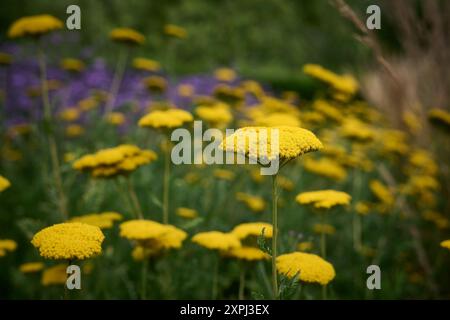 yellow dandelions in the field Stock Photo