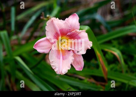 pink and yellow flower with ants Stock Photo