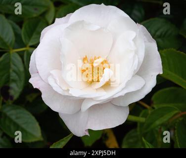 Rosa Pearl Drift Stock Photo