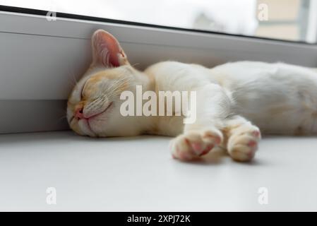 A red Burmese kitten is resting on a windowsill near the window. Stock Photo