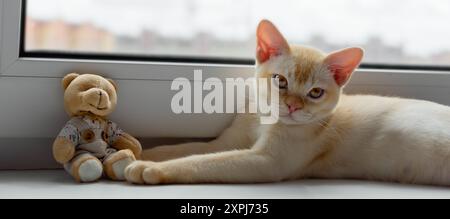 A red Burmese kitten is resting on a windowsill near the window. Stock Photo