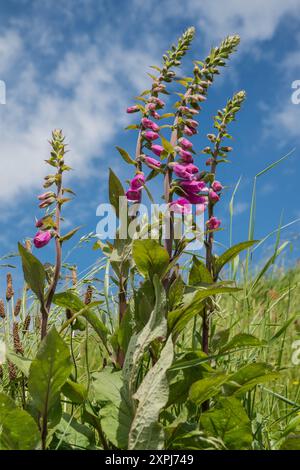 Wild foxgloves (Digitalis purpurea) blowing in the wind, photographed against a blue sky Stock Photo