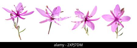 Pink Alpine willowherb flowers isolated on white Stock Photo