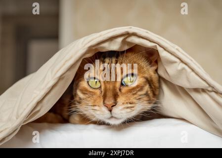 Bengal cat under the blanket. Domestic cat resting on the bed. Stock Photo