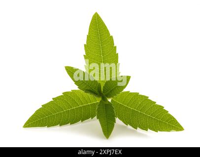 Lemon verbena  isolated on white background Stock Photo