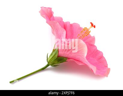Pink hibiscus flower  isolated on white background Stock Photo