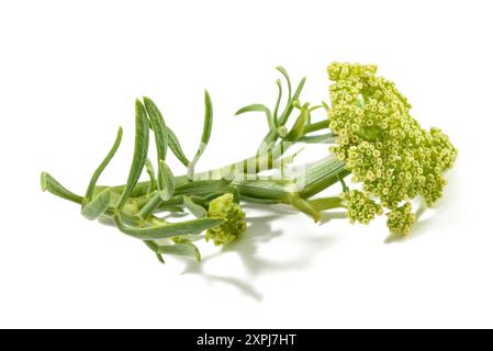 Rock samphire isolated on white background Stock Photo