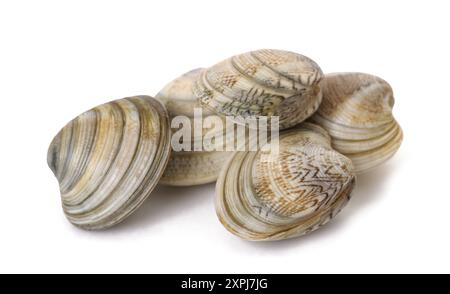 Clams group  isolated on white background Stock Photo