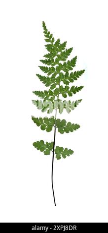 Brittle Bladder-fern - Cystopteris fragilis Stock Photo