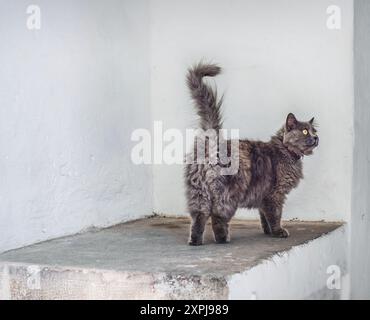 Gray cat on white concrete stand near the house Stock Photo