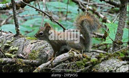 Grand lac Saint-Francois Frontenac national park, Quebec, Canada, North America, America Stock Photo