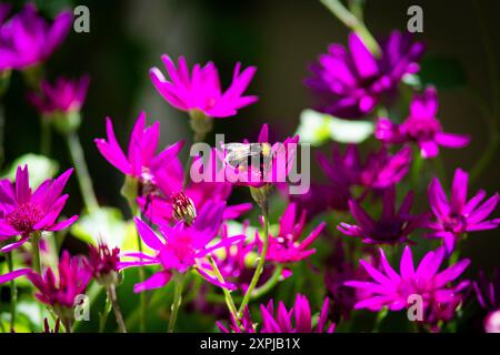 Aschenblume 1 Stock Photo