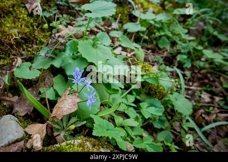 Scilla bifolia, the alpine squill or two-leaf squill in Nera Beusnita National Park Stock Photo