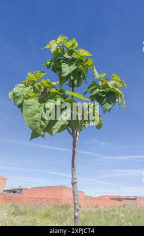 Young catalpa tree or catawa. Hghly appreciated specie for its ability to provide shade Stock Photo